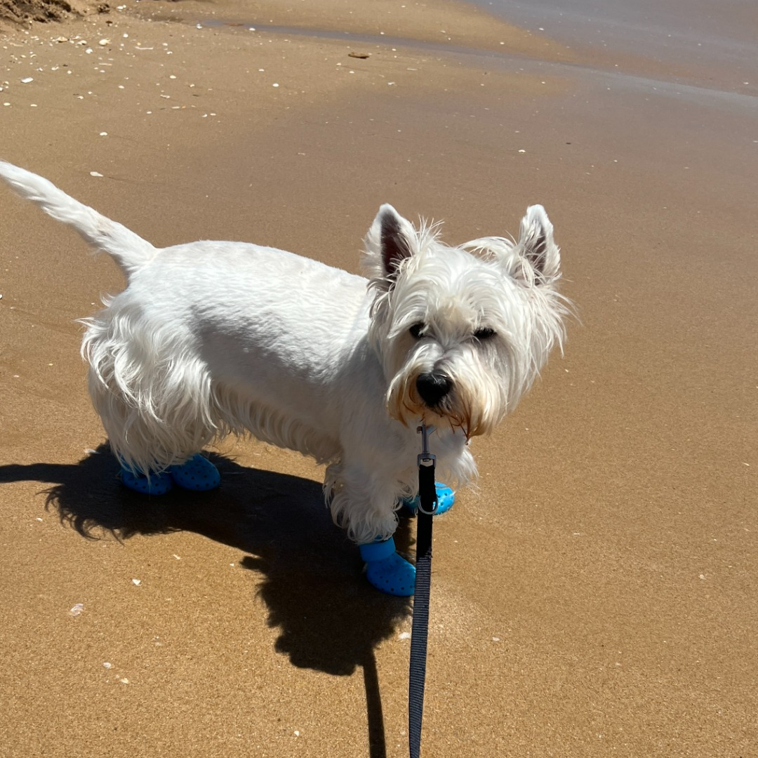 playas para perros en Portugal