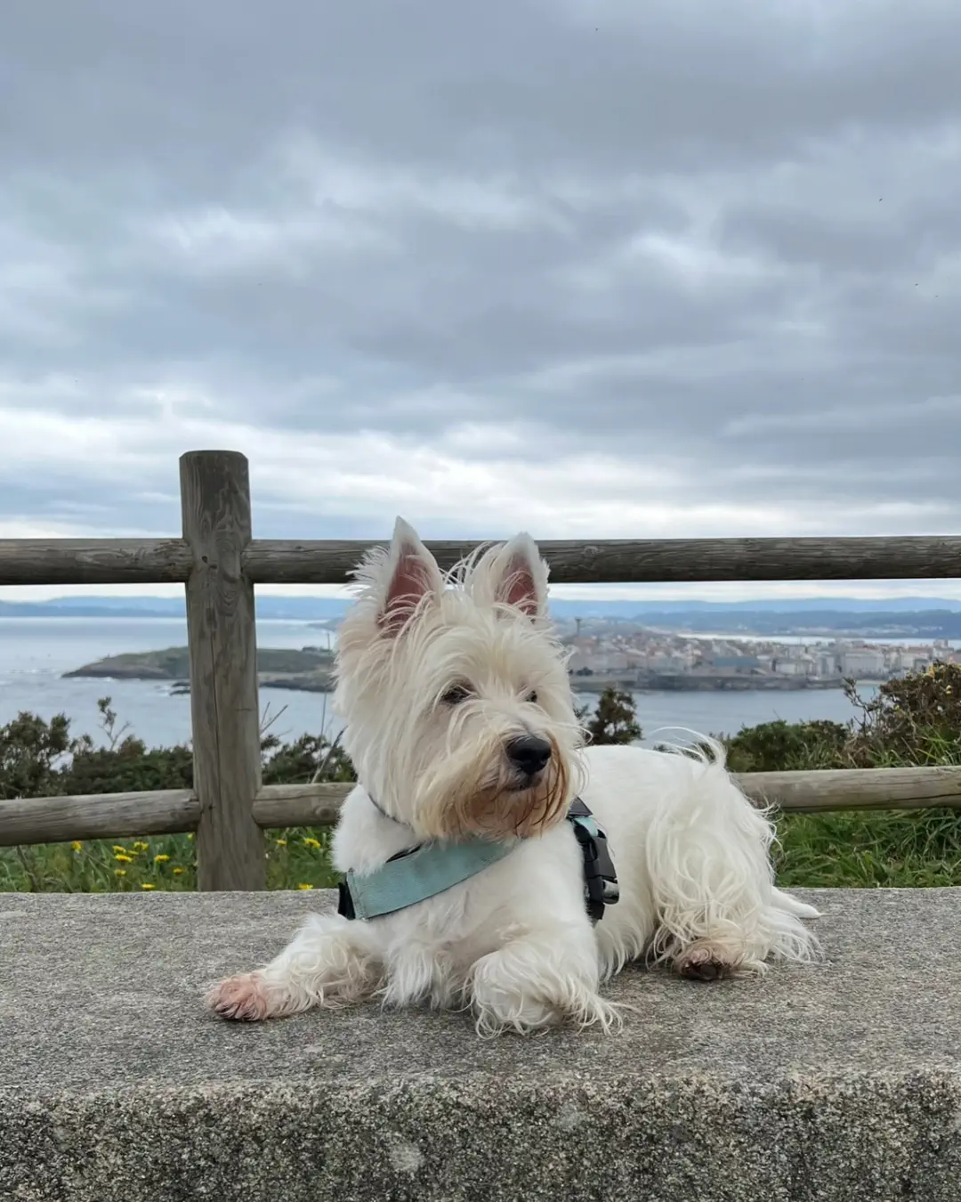 Qué ver en Oporto con perro en 2 días