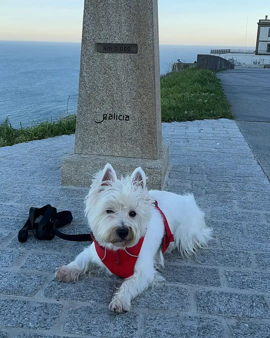 Adobe-Express-file-_11_ (1) qué ver en Finisterre con perro
