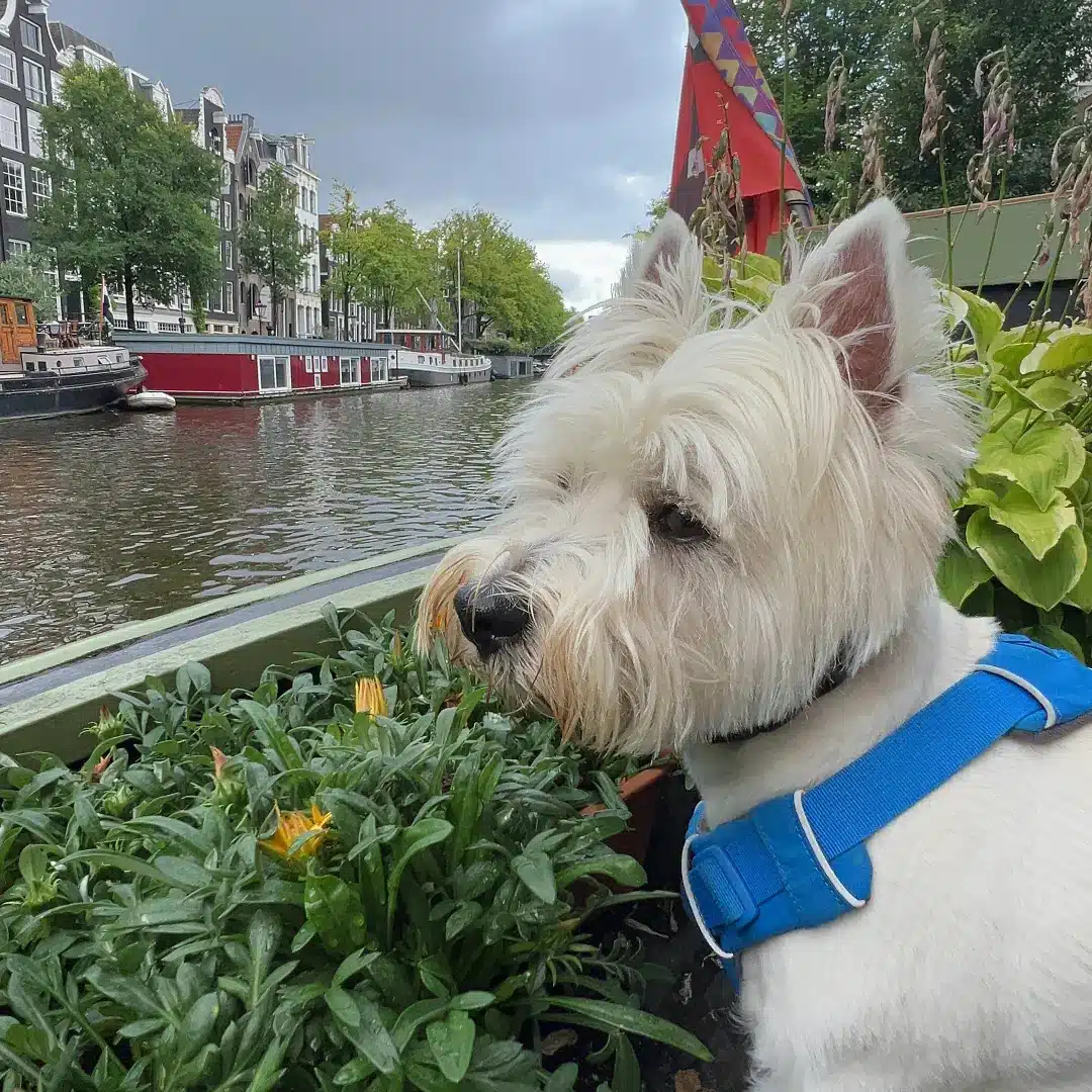 Adobe-Express-file-_1_ (1)